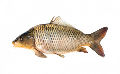 Карп охлажденный 1кг